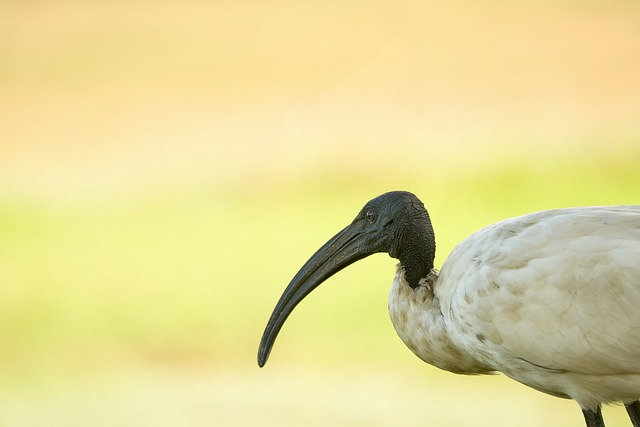 有名广播剧全一季值得补吗资深“耳机党”给忙碌打工人的实用攻略 有名广播剧全一季值得补吗资深“耳机党”给忙碌打工人的实用攻略